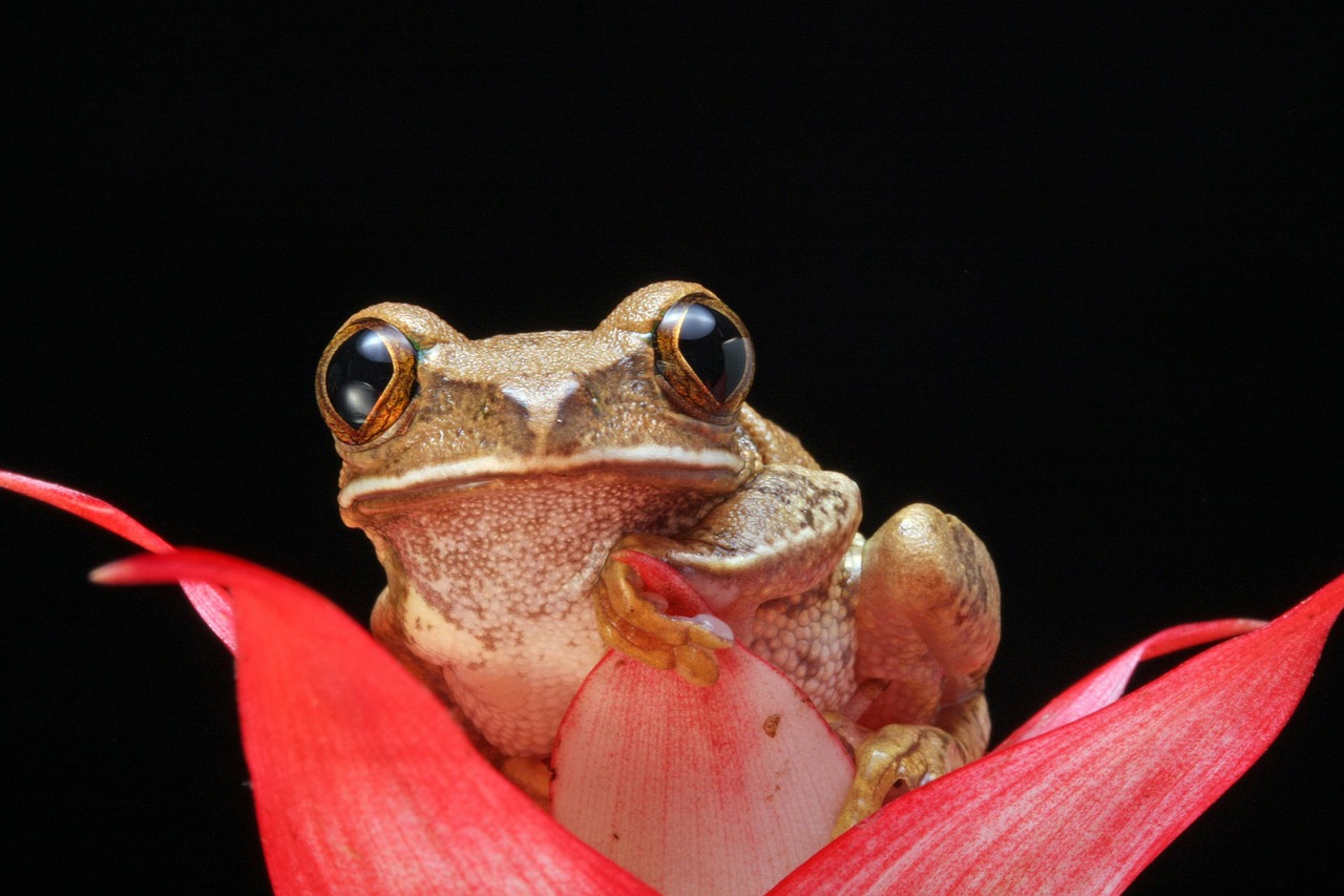 frog amphibian macro free photo
