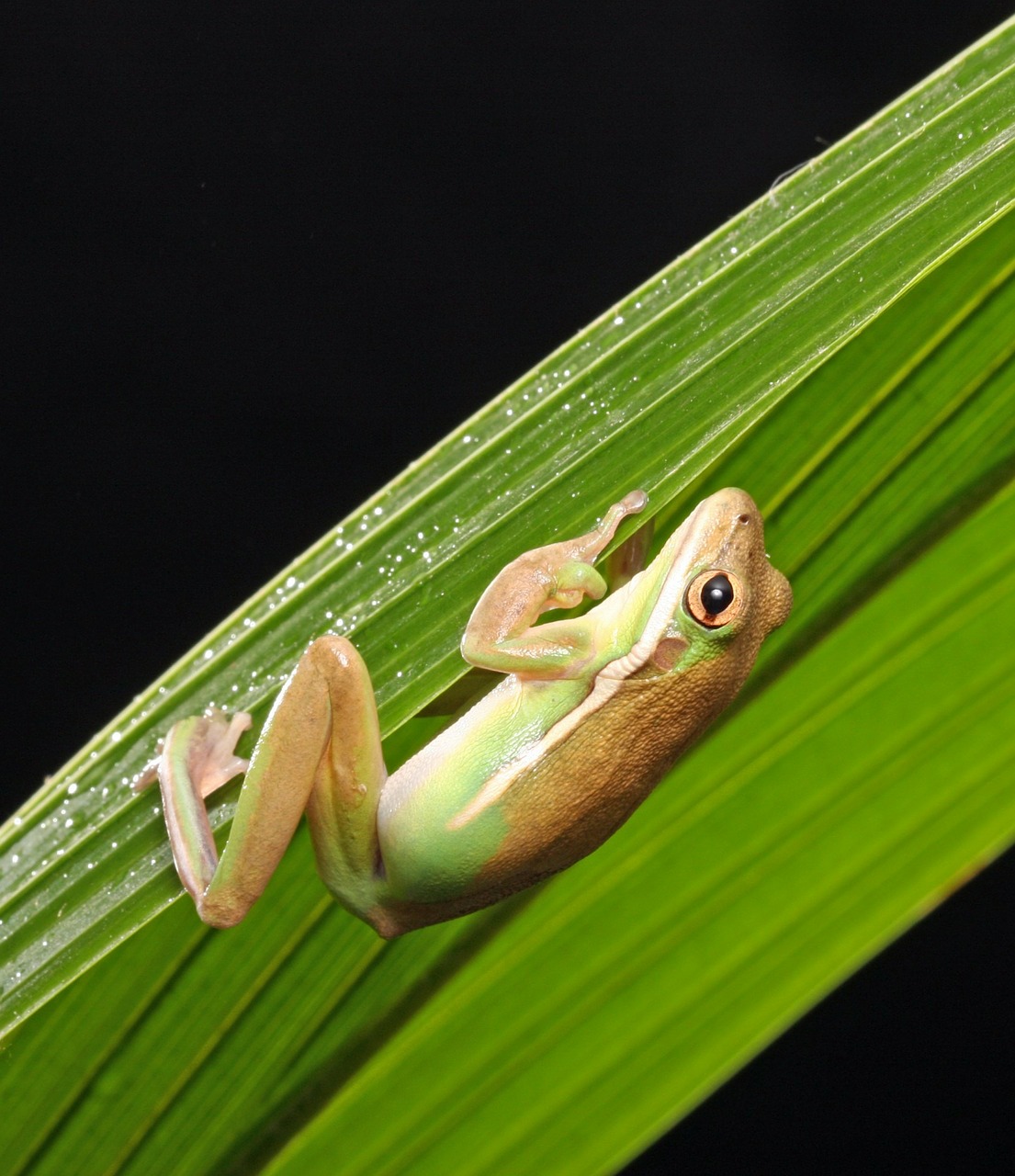 frog green tree frog amphibian free photo