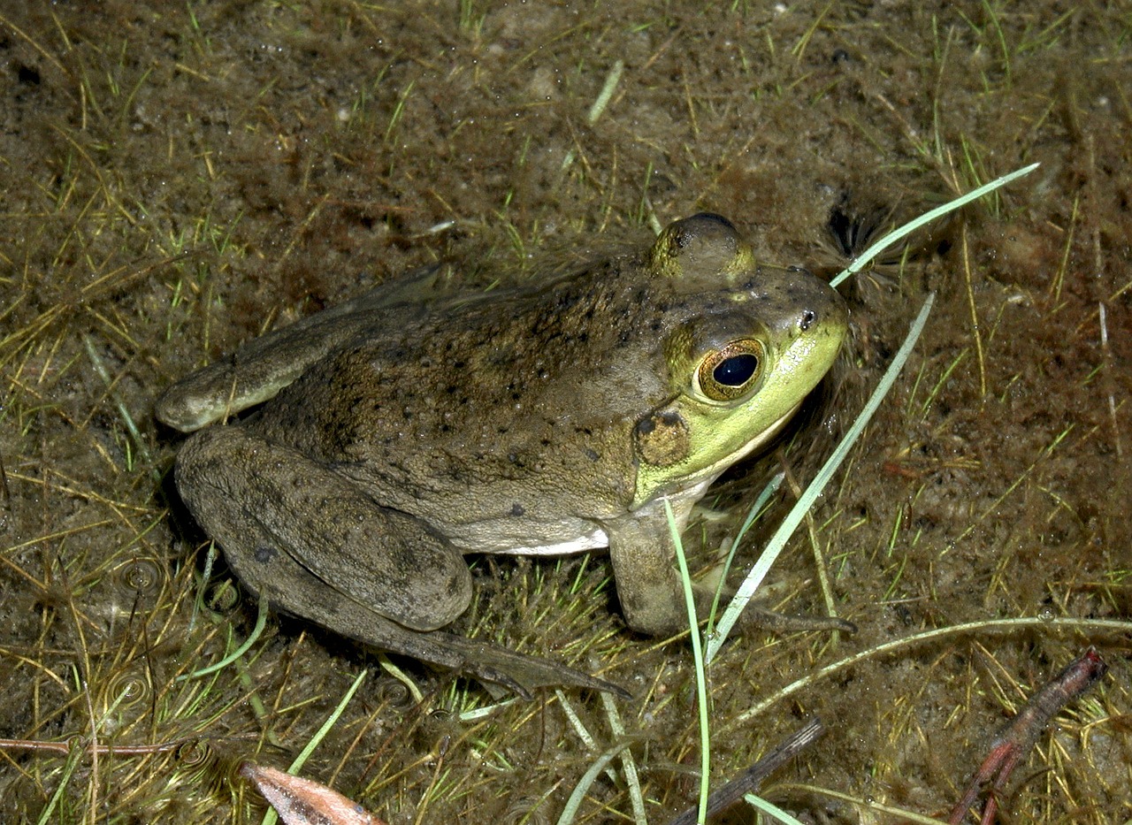 frog amphibian amphibians free photo