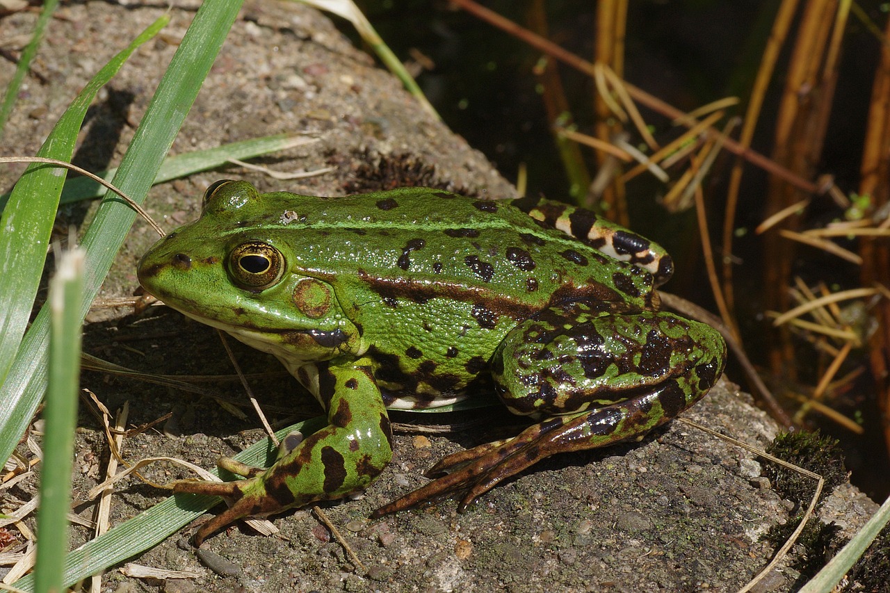 frog frog pond amphibian free photo