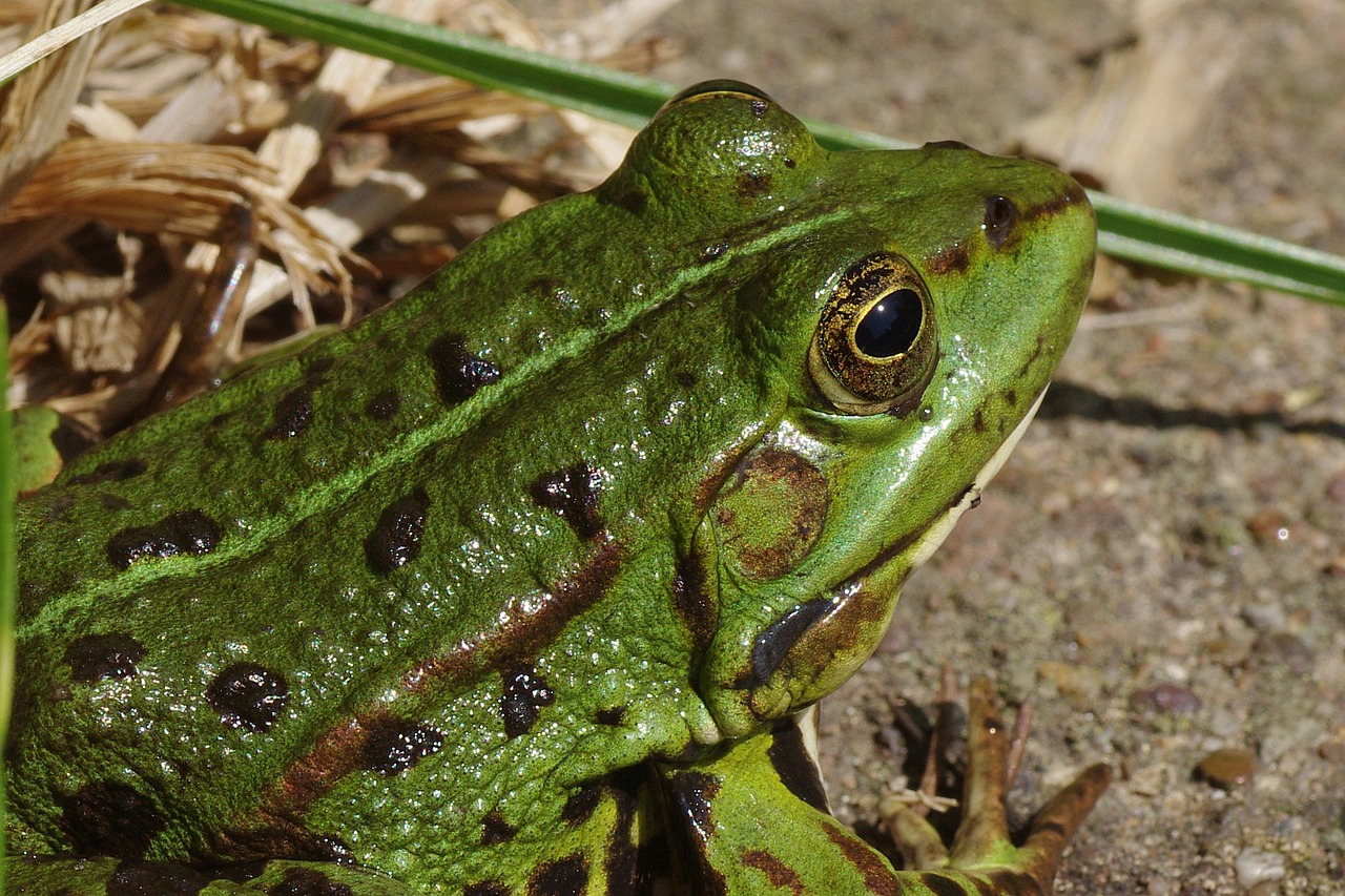 frog frog pond amphibian free photo