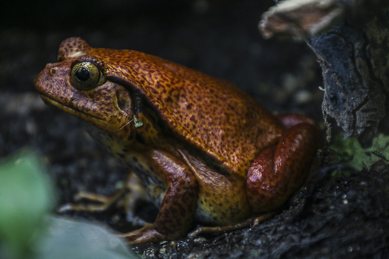 frog animal toads free photo