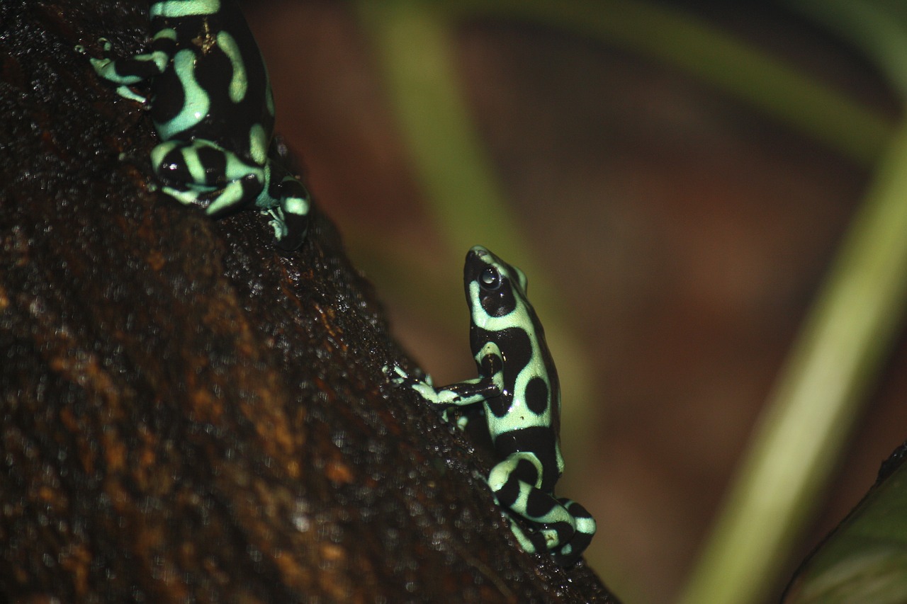 frog green dendrobate free photo