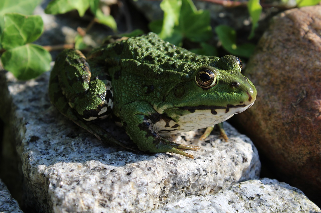 frog animal amphibian free photo