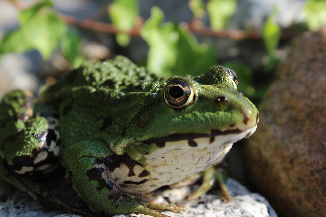 frog animal amphibian free photo