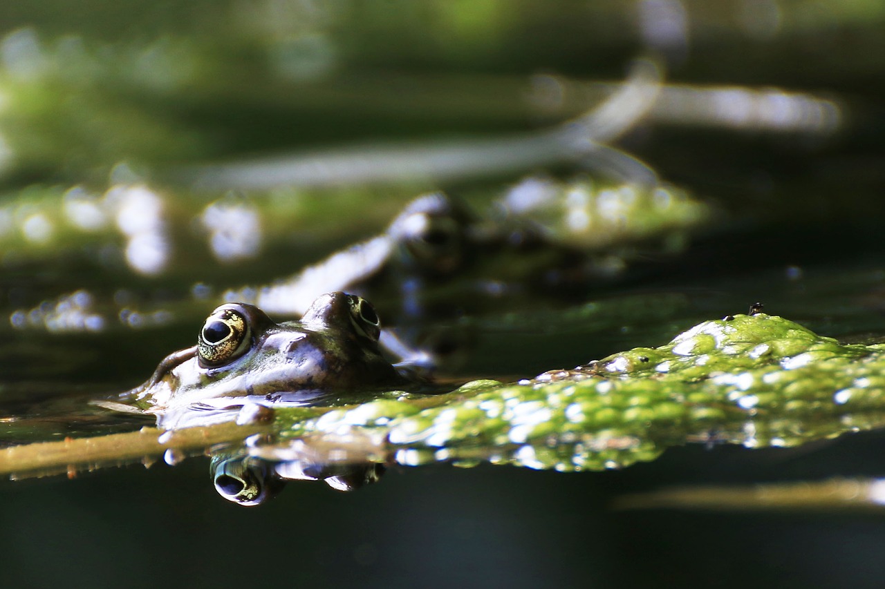 frog animal water frog free photo