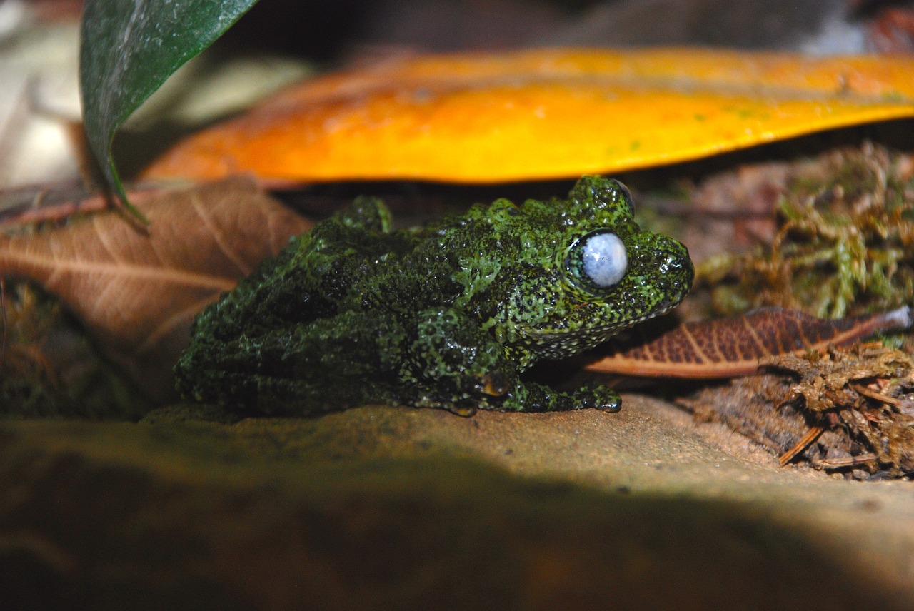 frog green zoo free photo