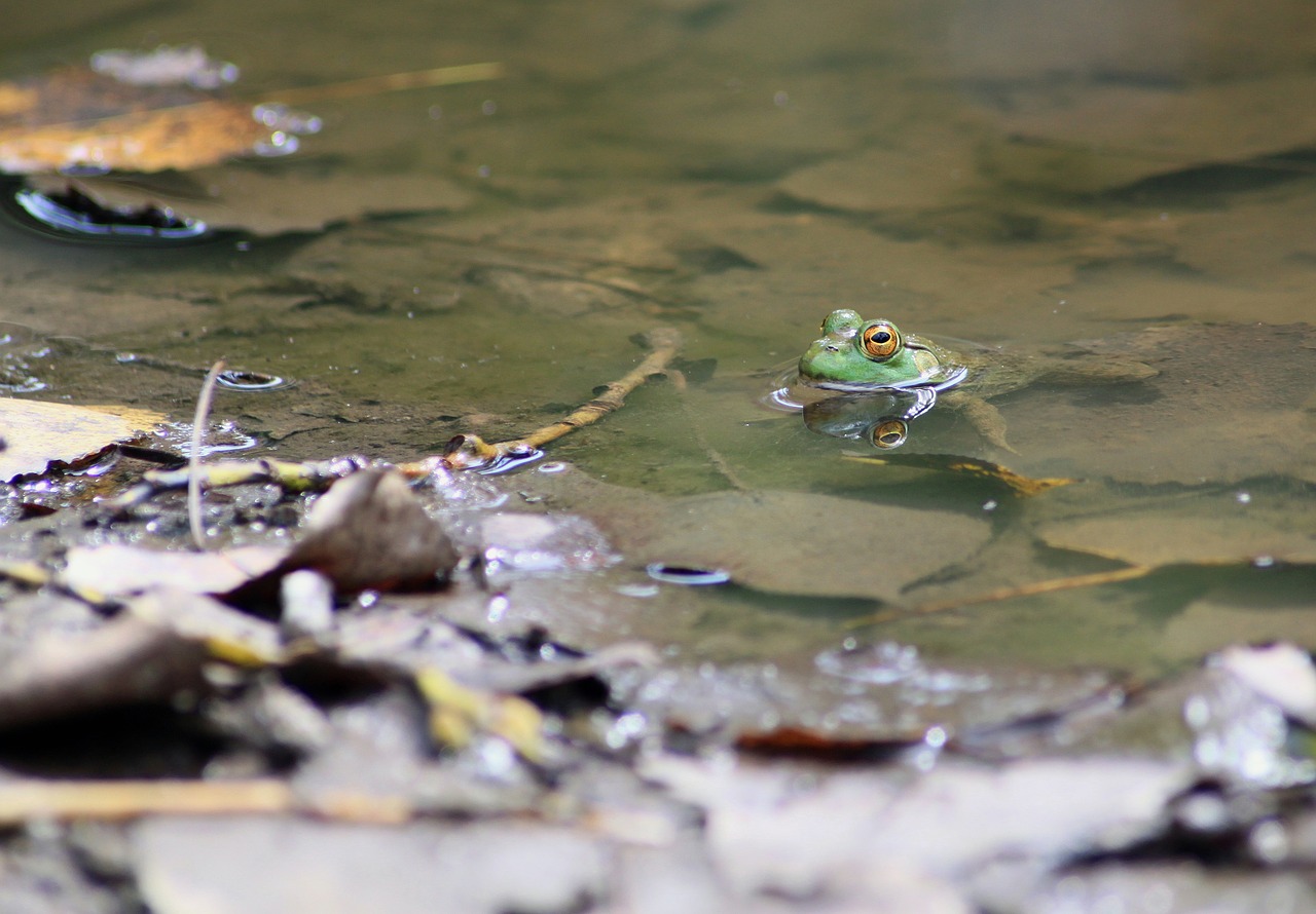 frog toad marsh free photo