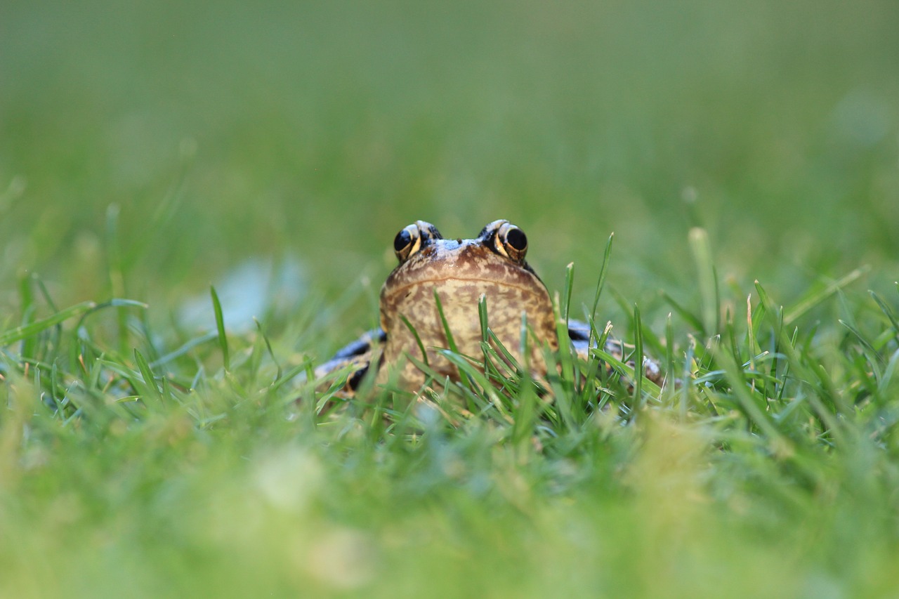 frog toad meadow free photo