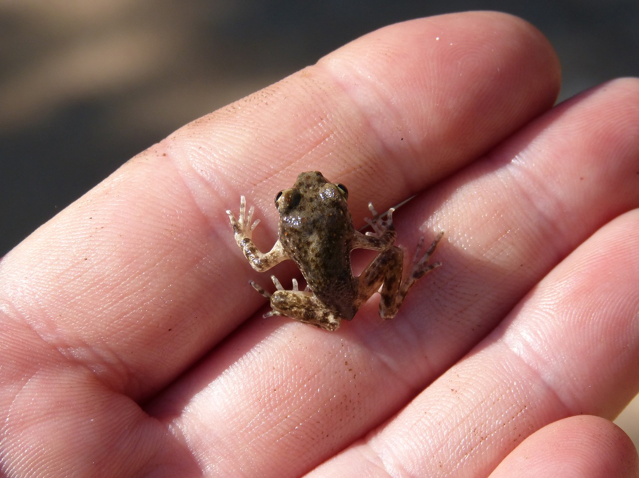 frog lower case hand free photo