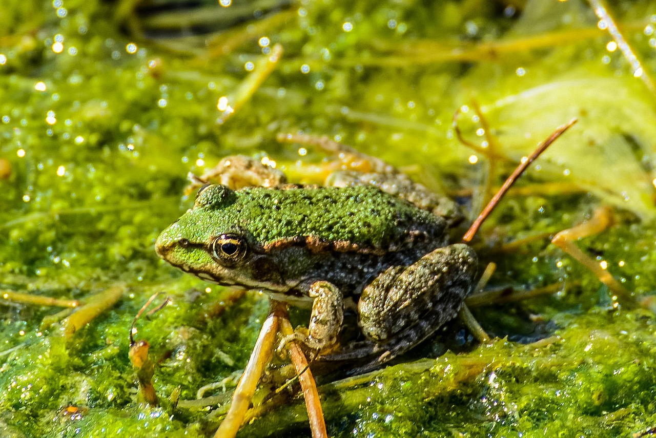 frog water green free photo