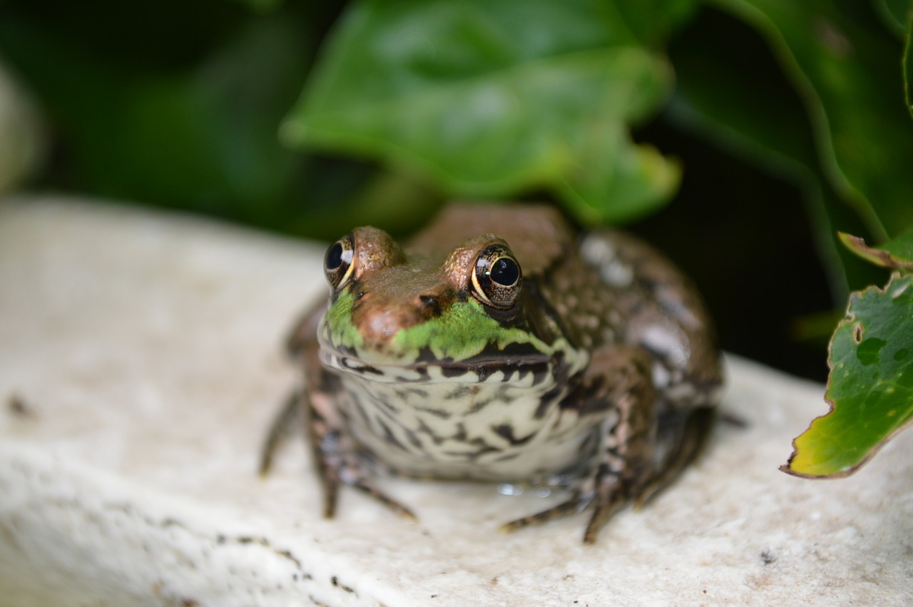 frog green water free photo