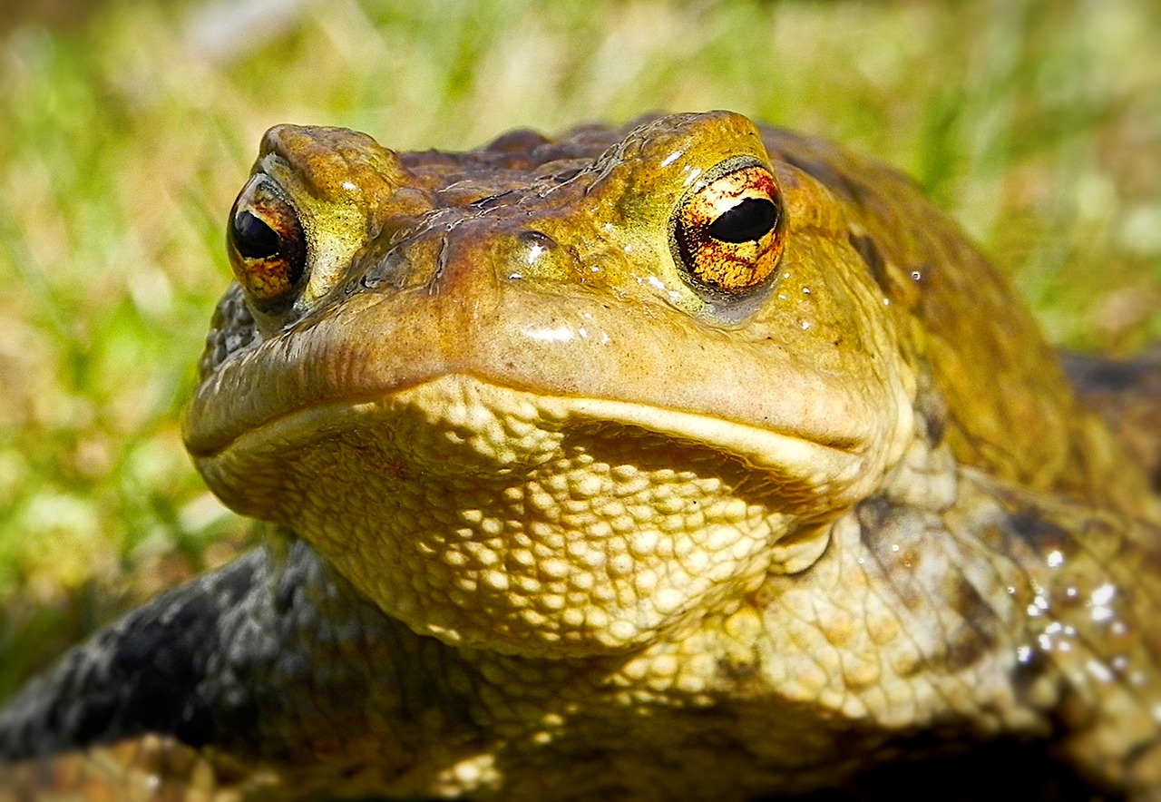 frog toad kiss the frog free photo