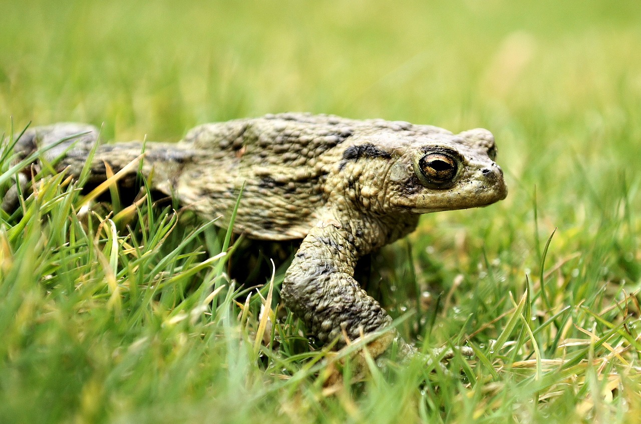 frog green nature free photo