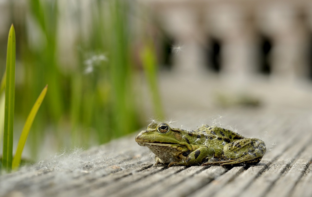 frog sit animal free photo