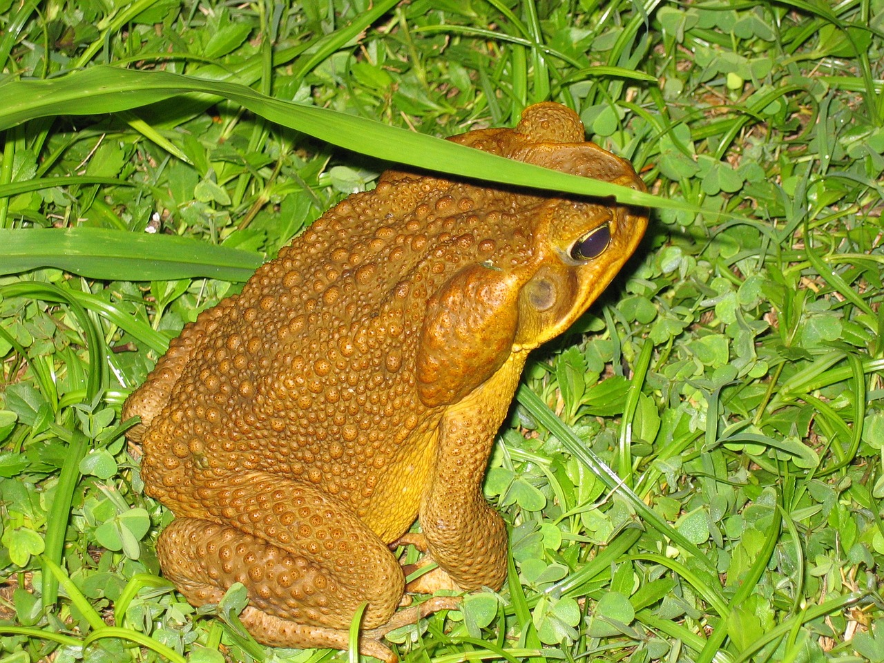 frog night amphibian free photo