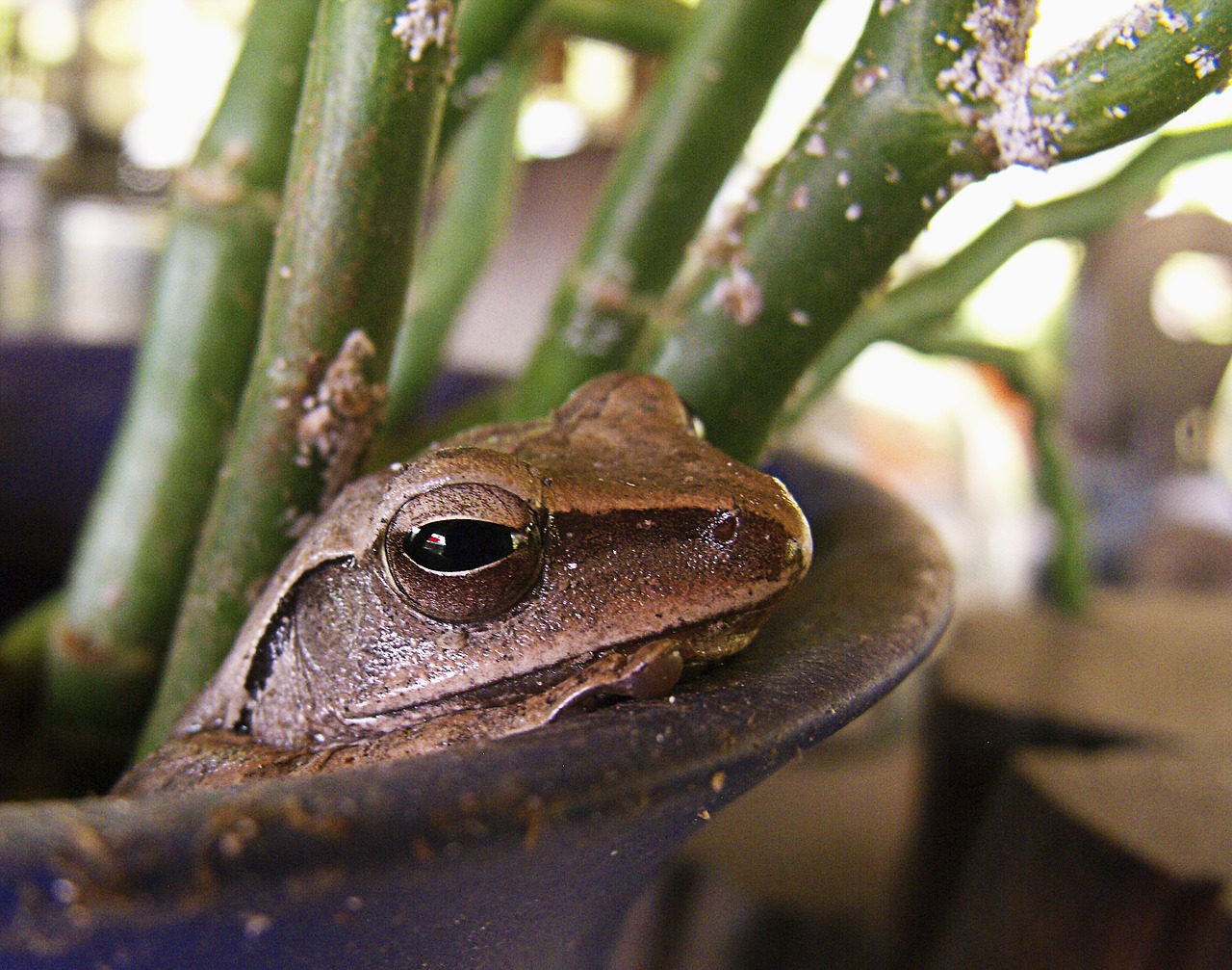 frog brown in the vase free photo