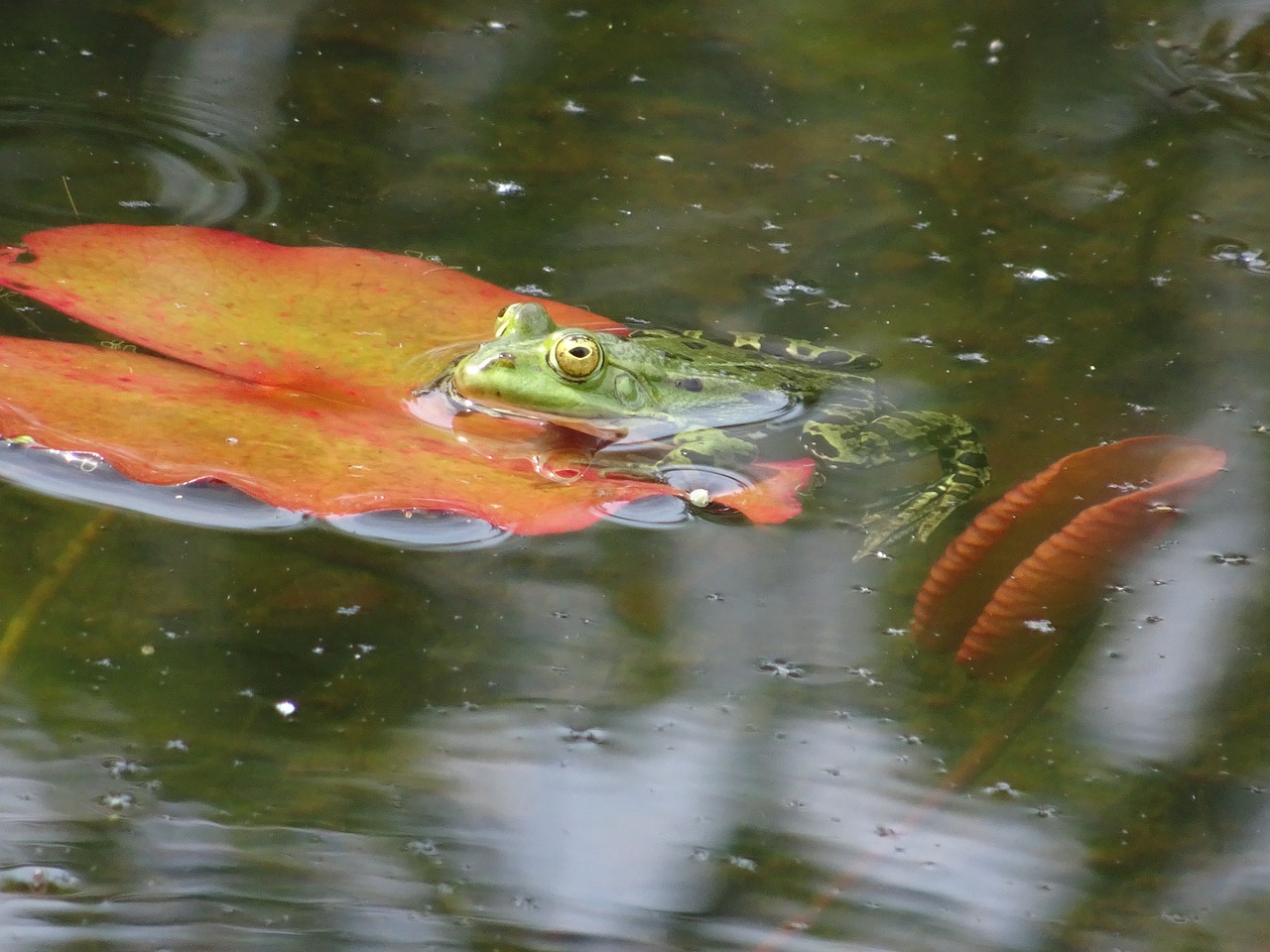 frog pond lily pad free photo