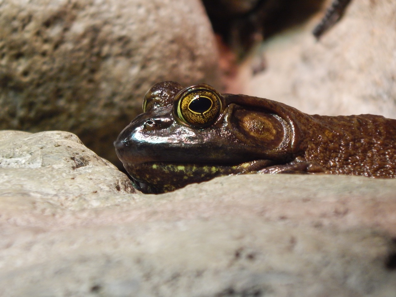 frog eyes reptile free photo