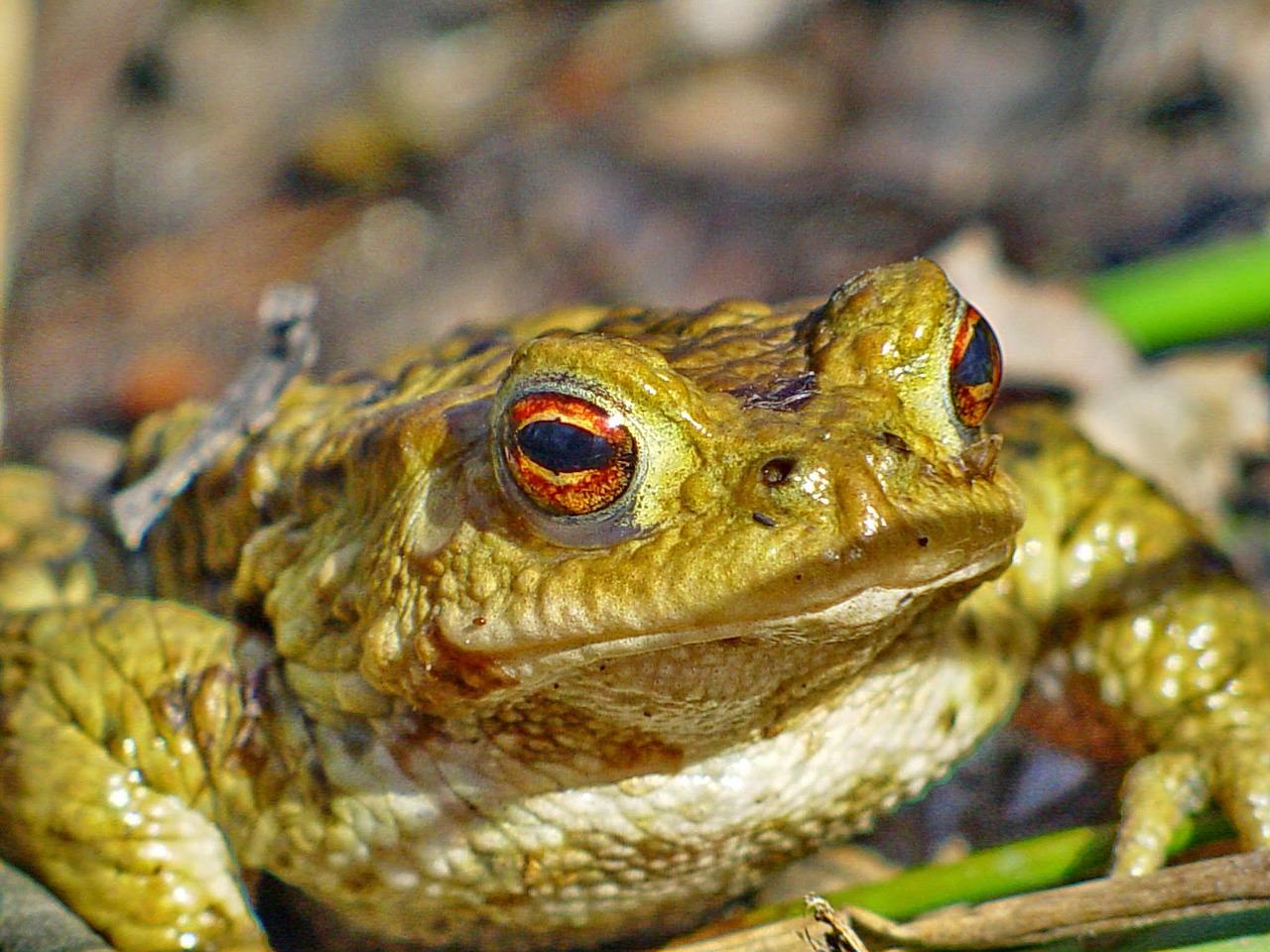 frog toad amphibians free photo