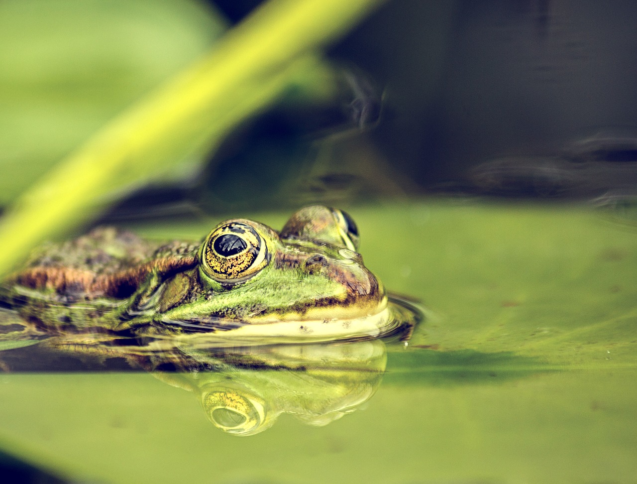 frog pond amphibians free photo