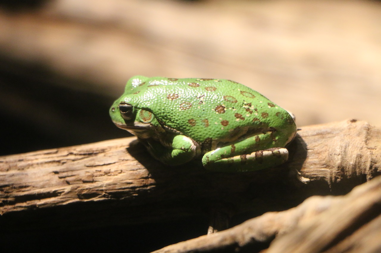 frog sitting green free photo