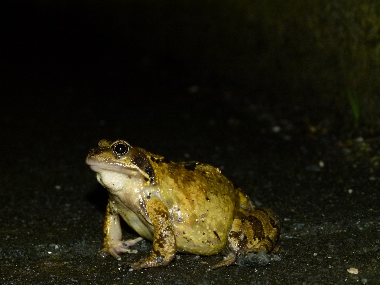 frog amphibian animal free photo