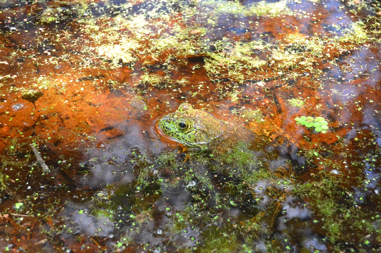 frog swamp frog in swamp free photo