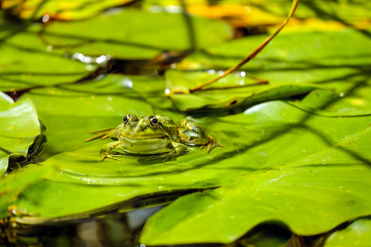 frog water frog frog pond free photo