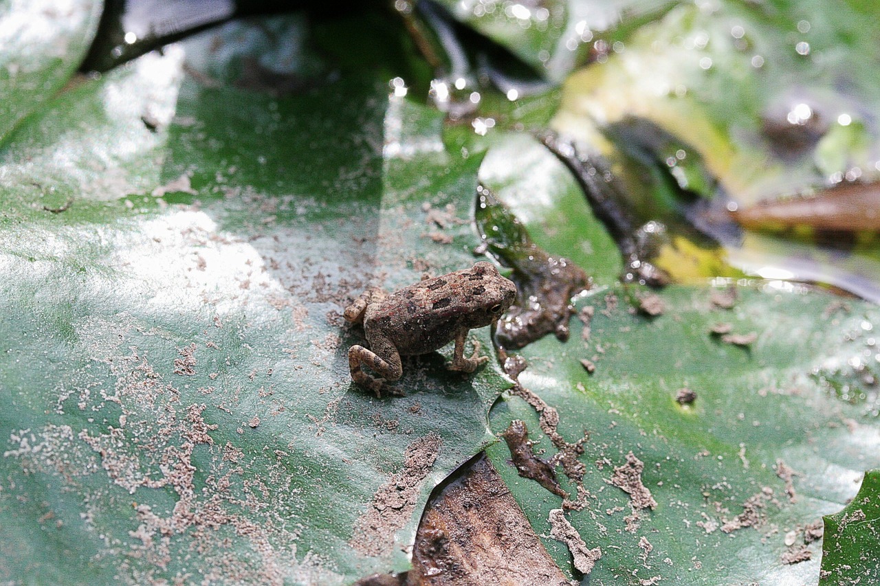 frog green nature free photo