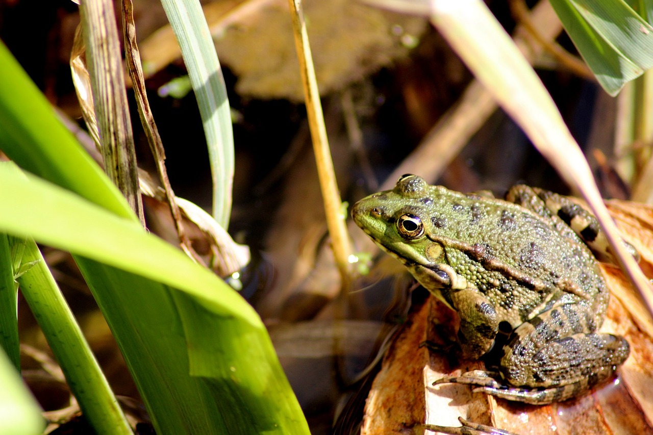 frog animal pond free photo