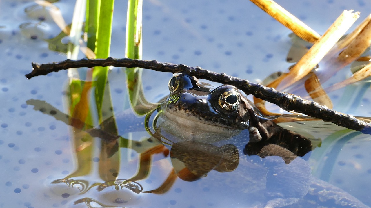 frog pond animal free photo