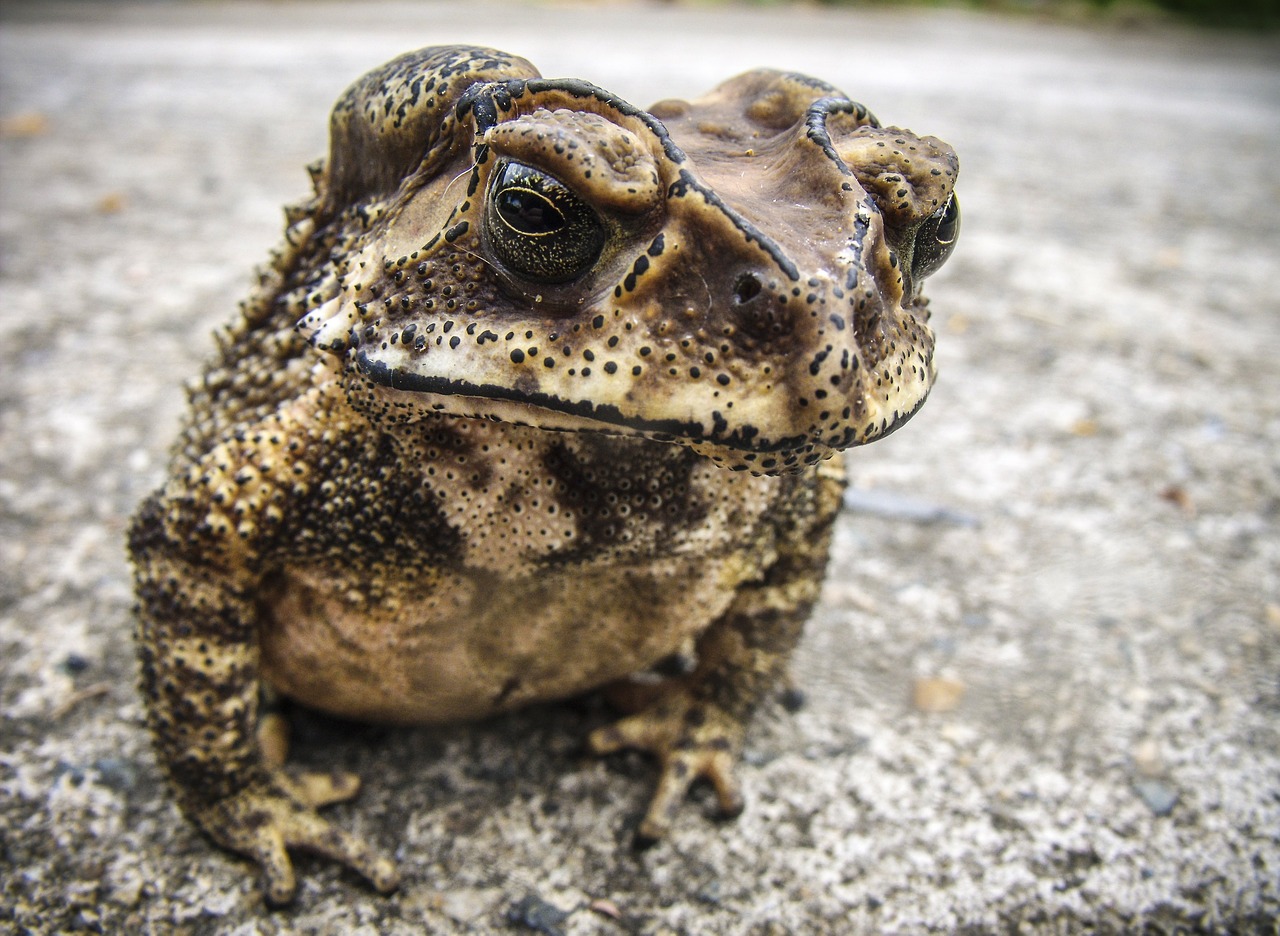 frog toad urmonster free photo