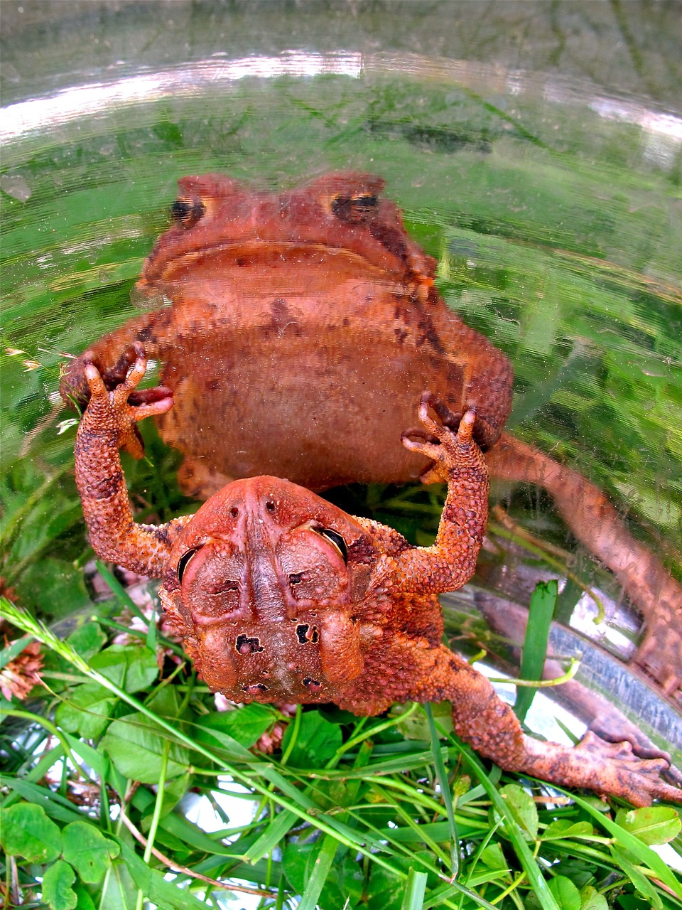 frog toad amphibian free photo