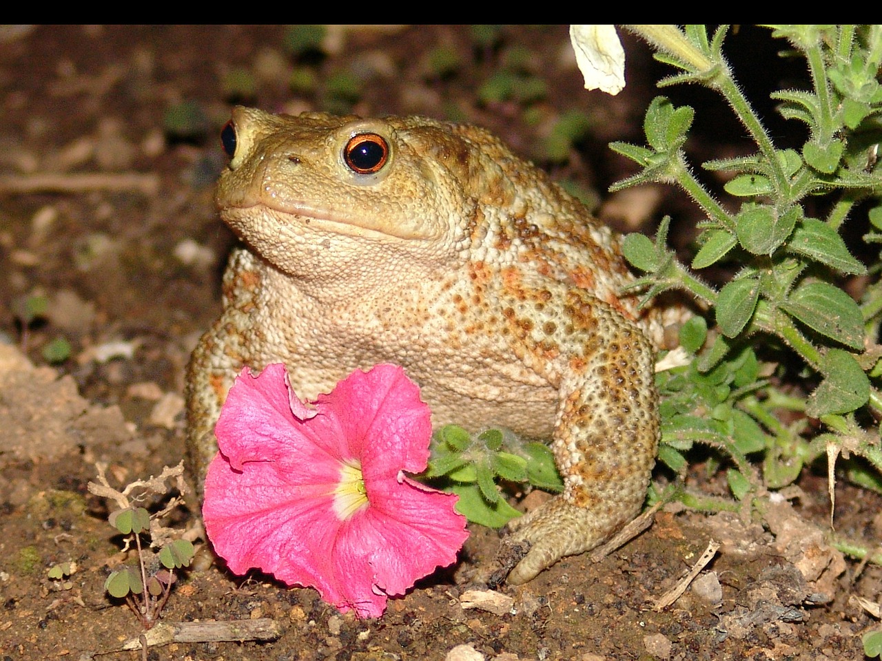 frog toad creature free photo