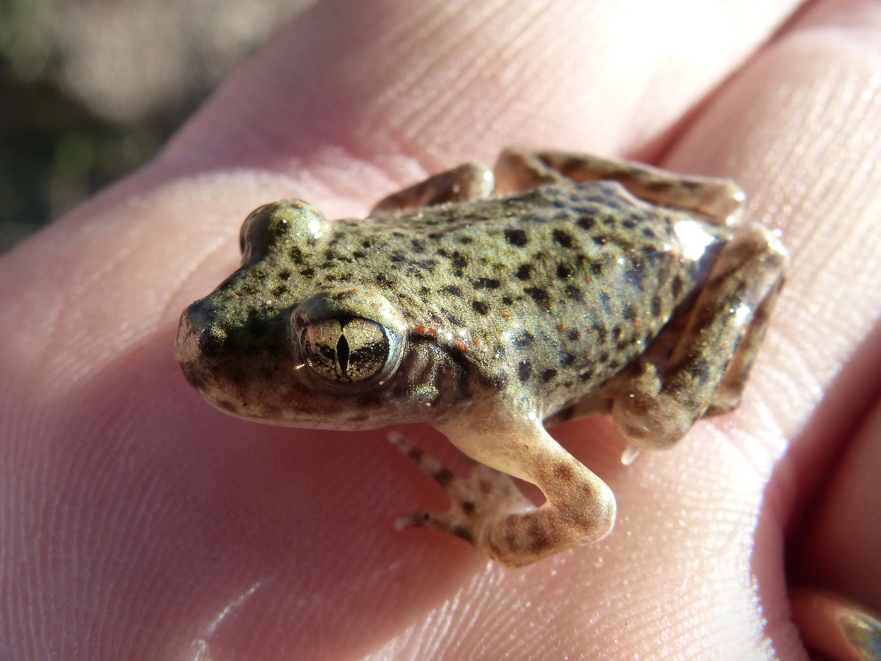 frog small frog lower case free photo