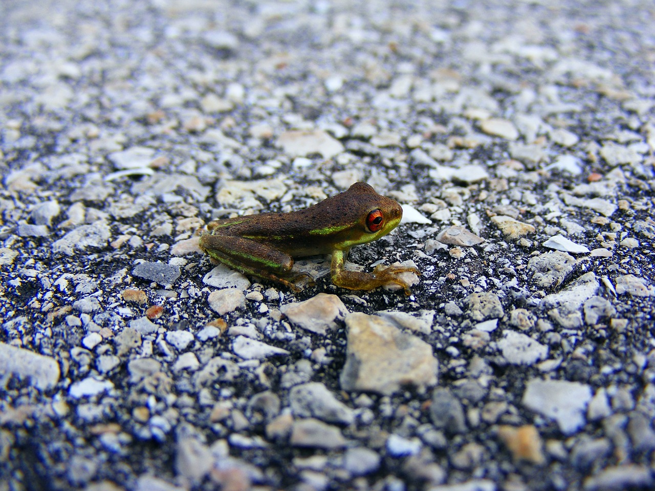 frog tree frog amphibian free photo