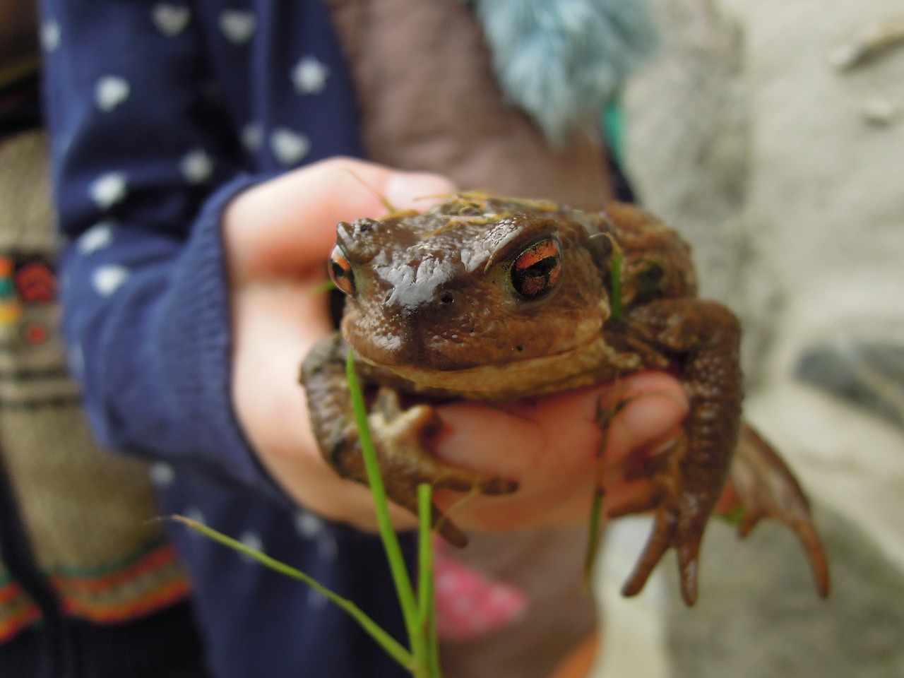 frog pond amphibian free photo