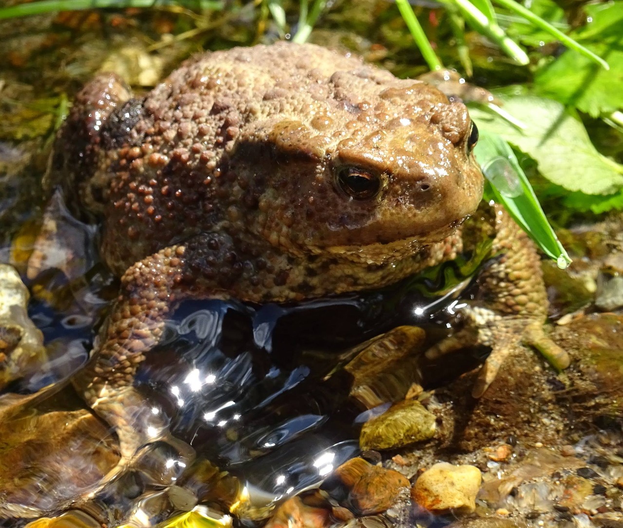 frog toad pond free photo