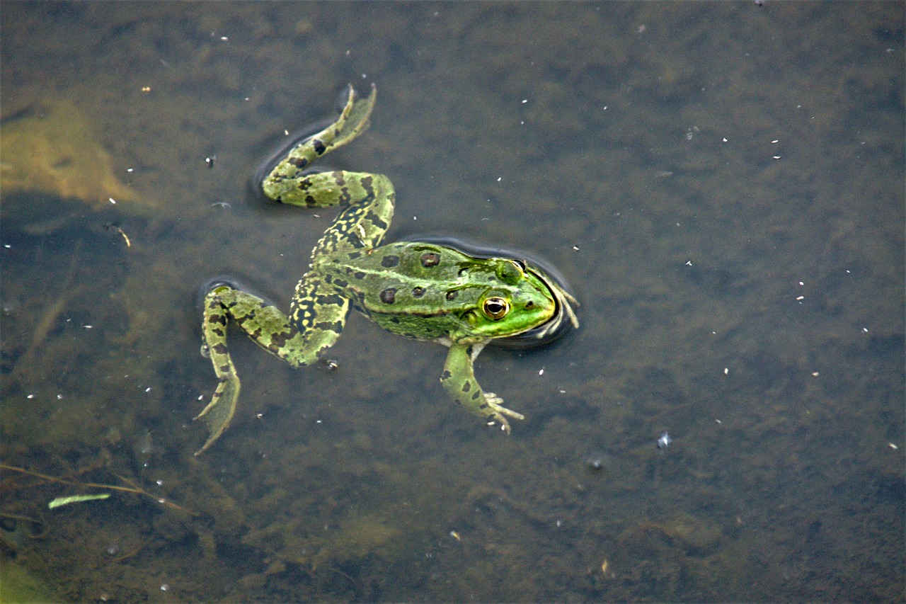 frog pond toad free photo