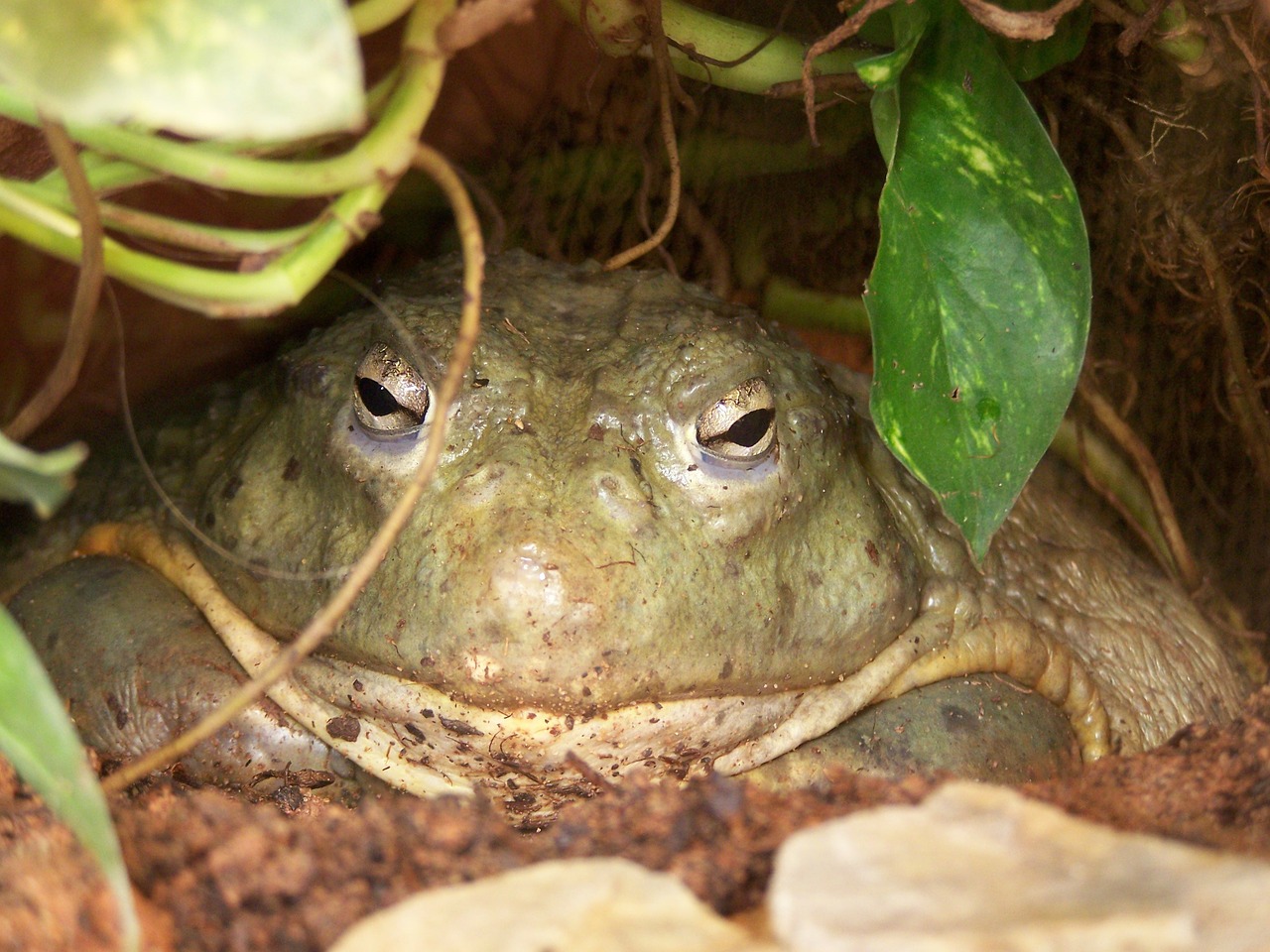 frog toad amphibians free photo