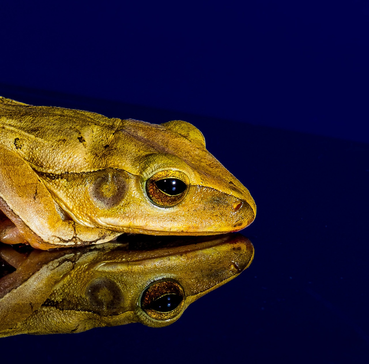 frog close mirror image free photo