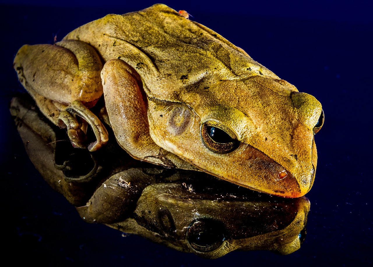 frog close mirror image free photo