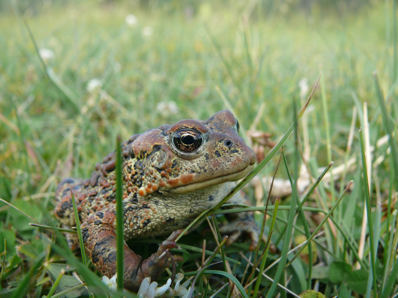 frog animal toad free photo