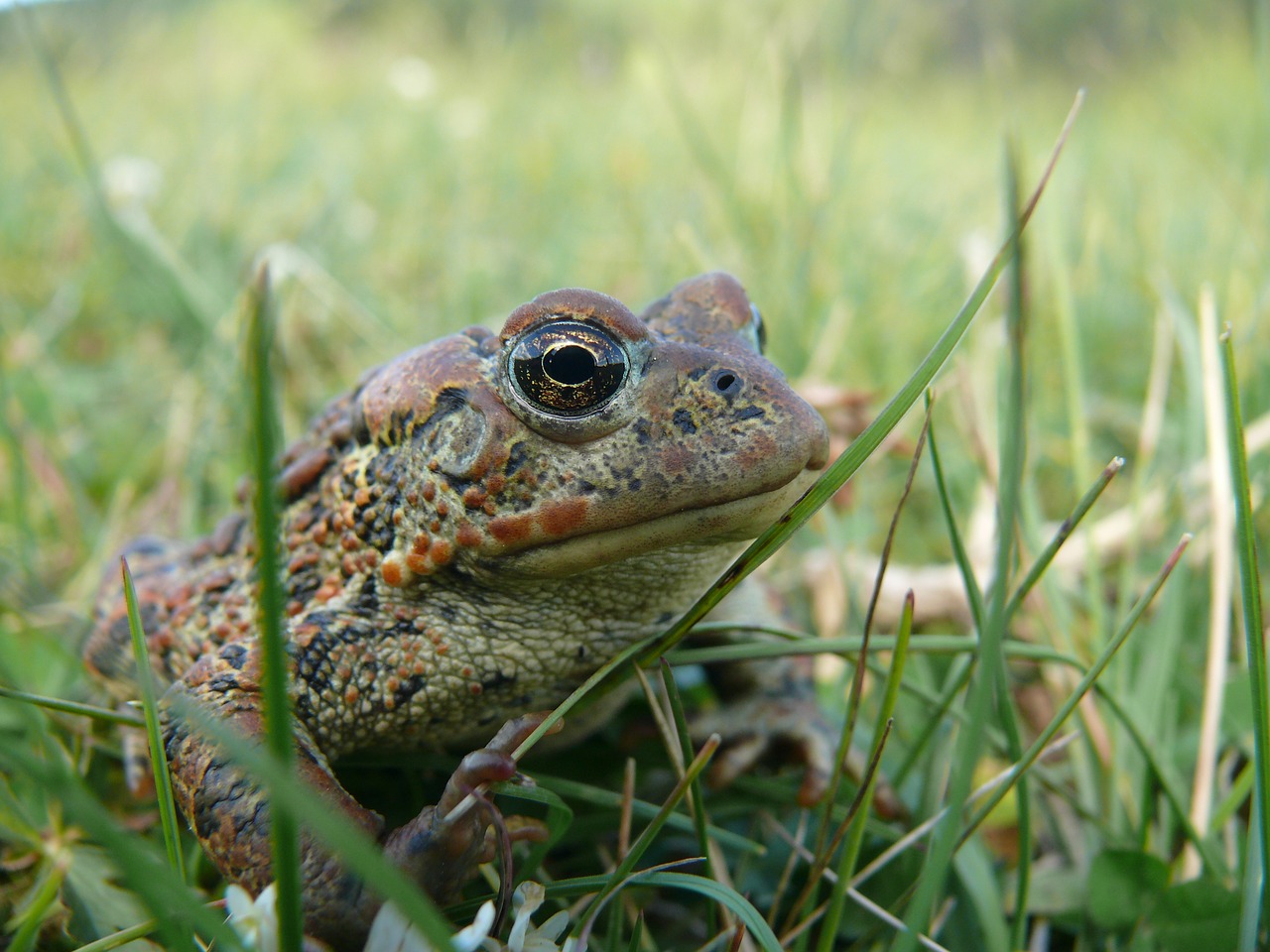 frog animal amphibian free photo