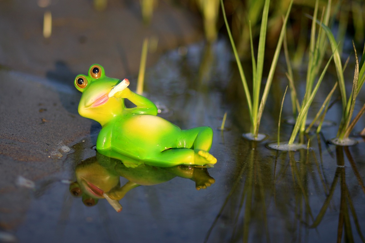 frog water lazy free photo