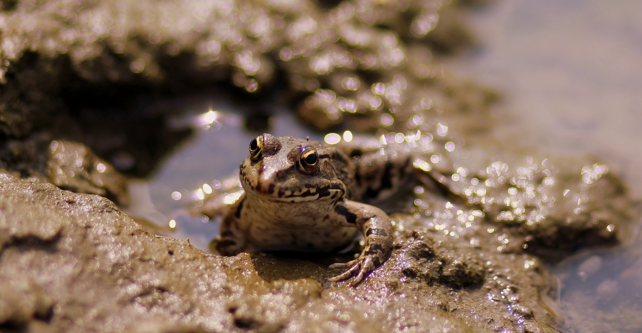 frog lake water free photo