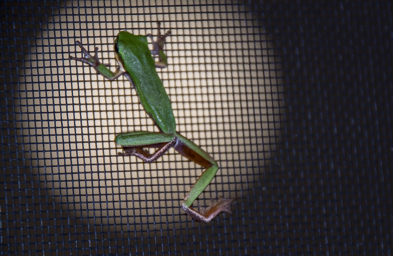 frog green tiny free photo