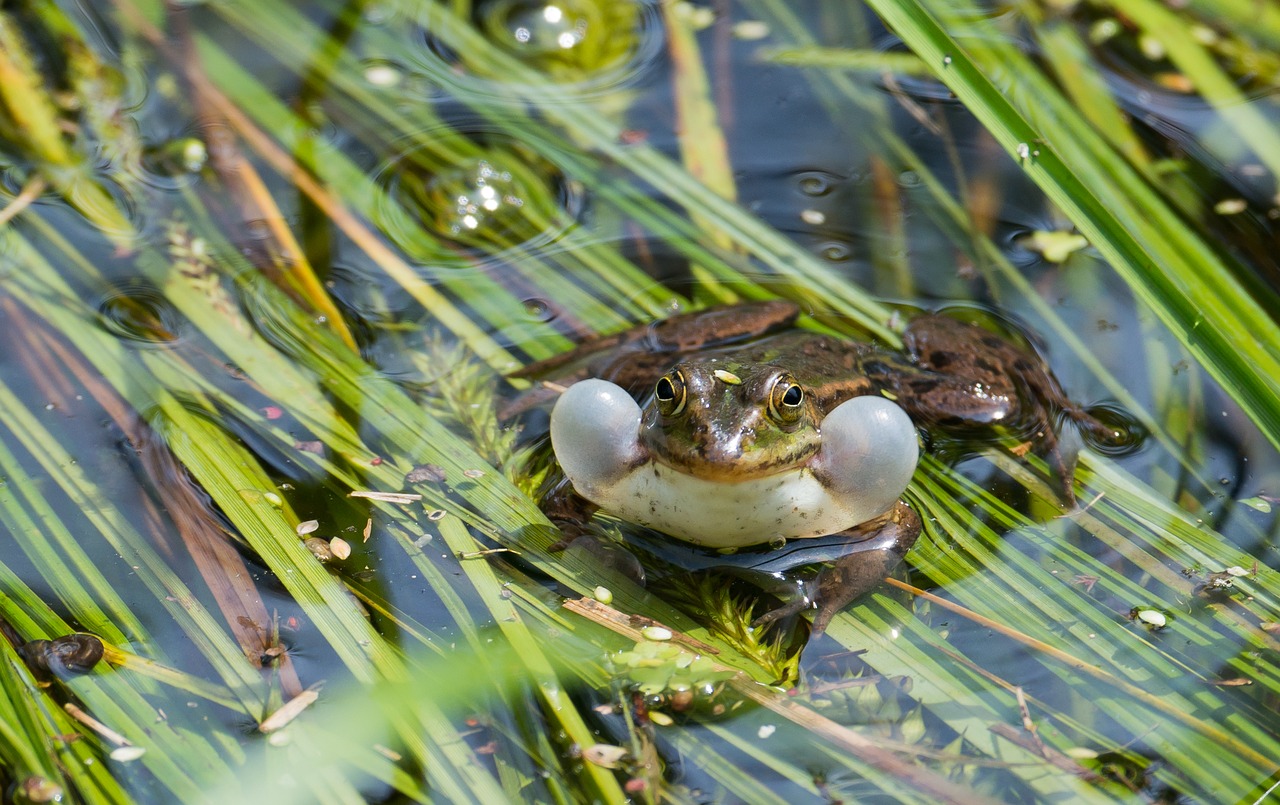 frog water frog ranidae free photo