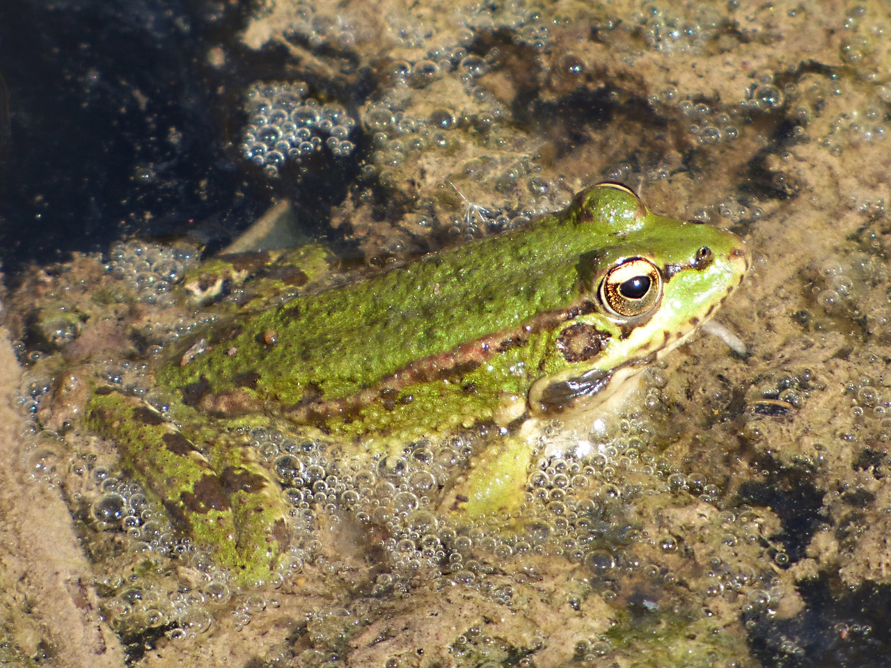 frog river algae free photo